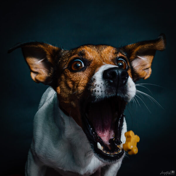 Des Portraits Animaliers Qui Vous Feront Sourire